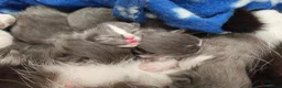 Mixed Breed cats for sale: Grey fluffy kittens - Advert 3