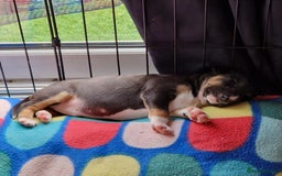 Mixed Breed dogs for sale: Beautiful pups 6 Males - Image 7