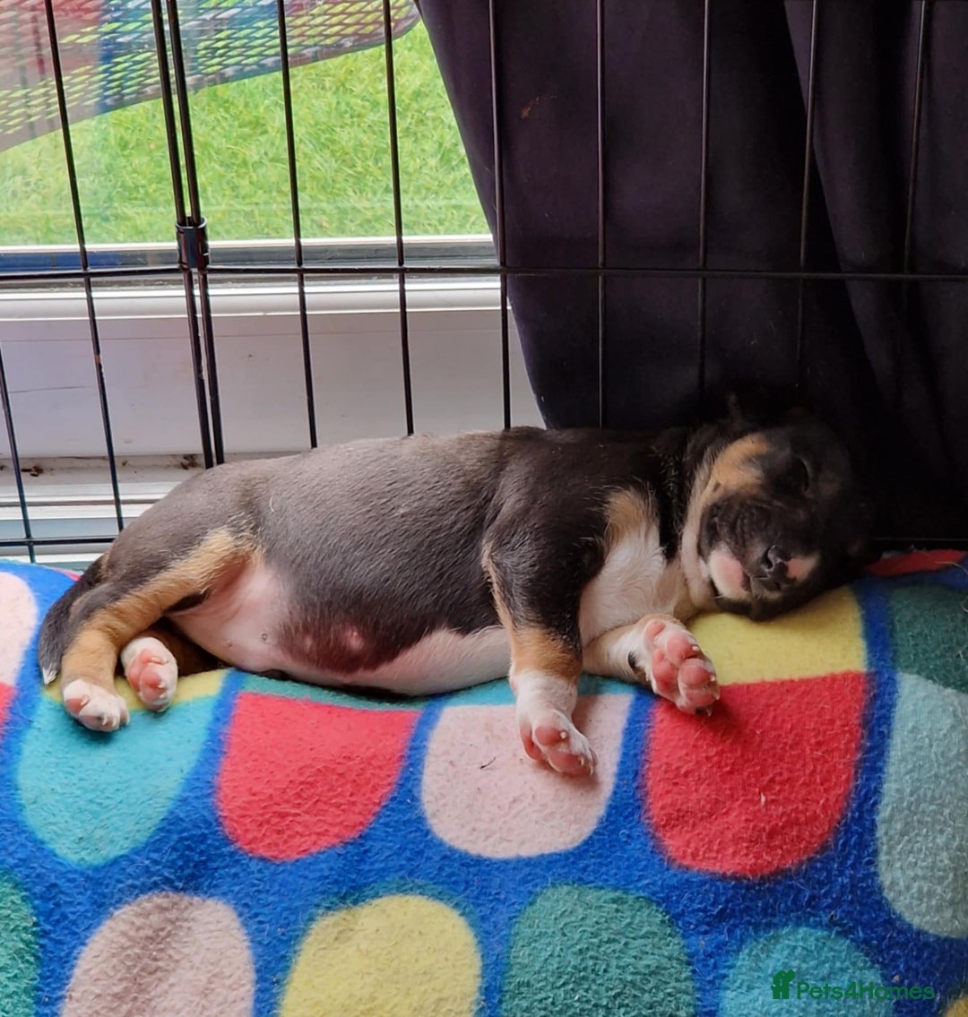 Mixed Breed dogs for sale: Beautiful pups 6 Males - Image 7