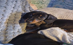 Miniature Dachshund dogs for stud: STUD - KC REG Mini Dachshund -PROVEN - Image 21