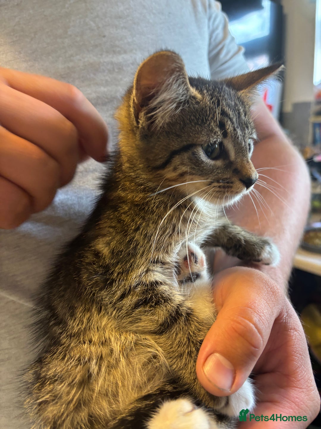 Mixed Breed cats for sale: Beautiful kittens  - Image 2