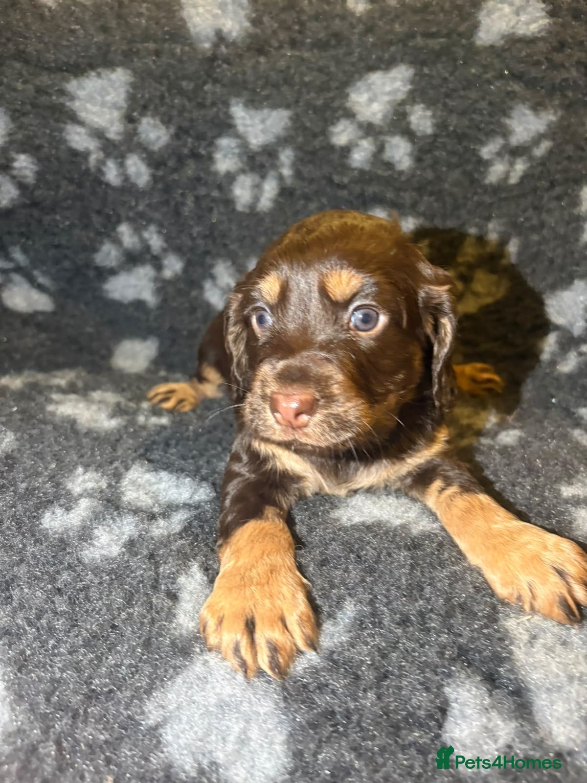 Cocker Spaniel dogs for sale: 4 stunning girl cocker spaniel puppies - Advert 1