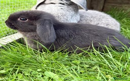 Mini Lop rabbits for sale: Miniature lop babies  - Image 3
