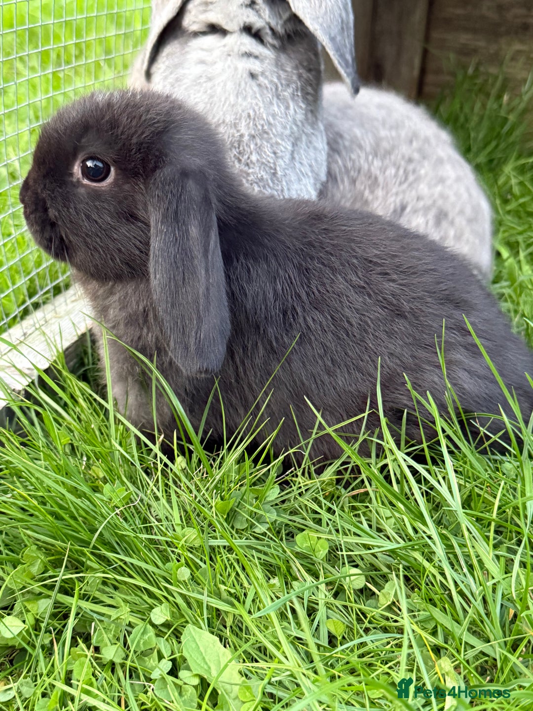 Mini Lop rabbits for sale: Miniature lop babies  - Image 3