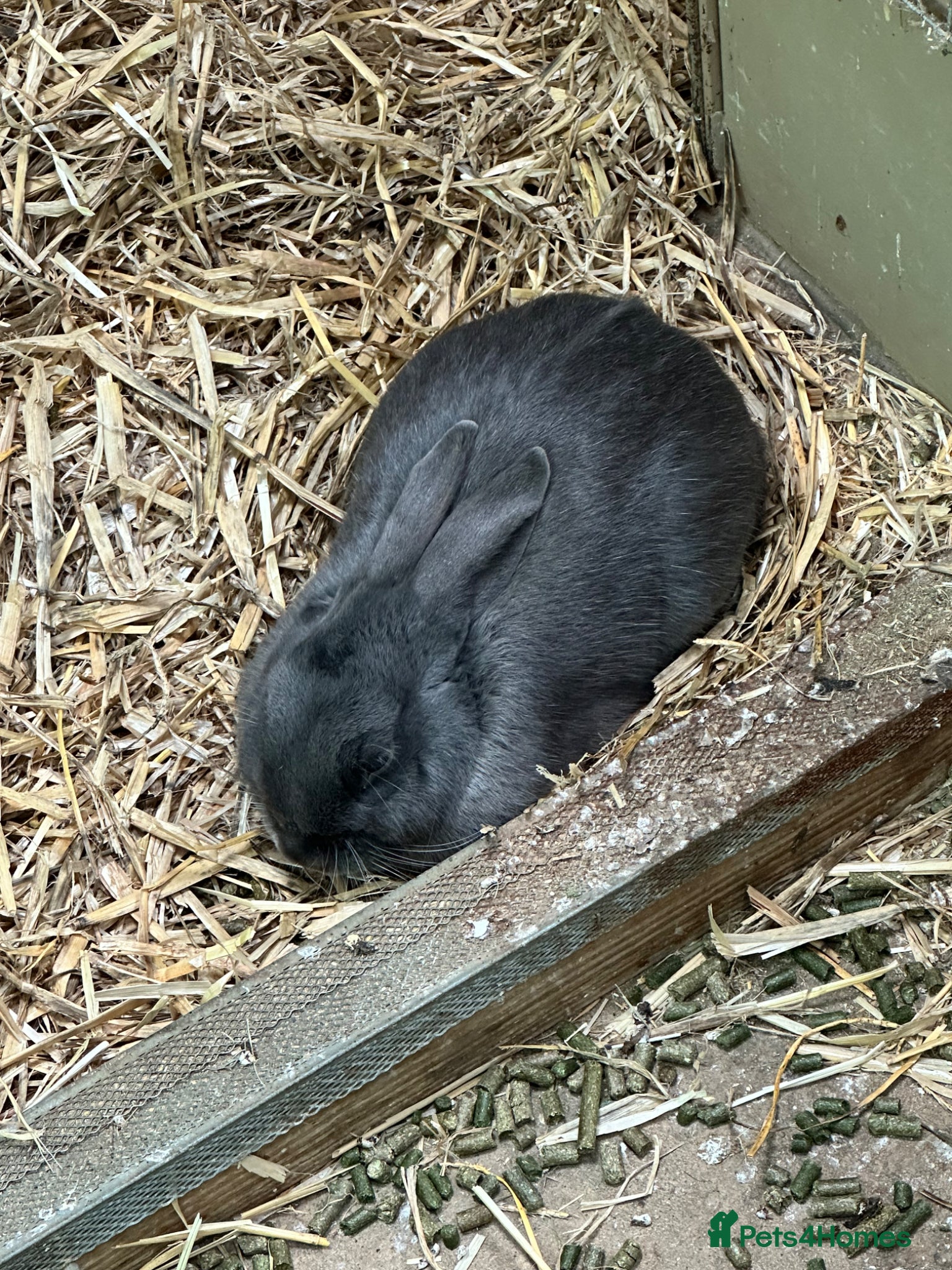 Mixed Breed rabbits for sale: Rabits for sale  in Watford - Advert 2