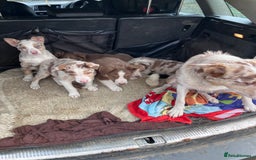 Border Collie dogs for sale: Beautiful litter of border collies - Image 3