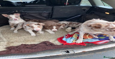 Border Collie dogs - Advert 10