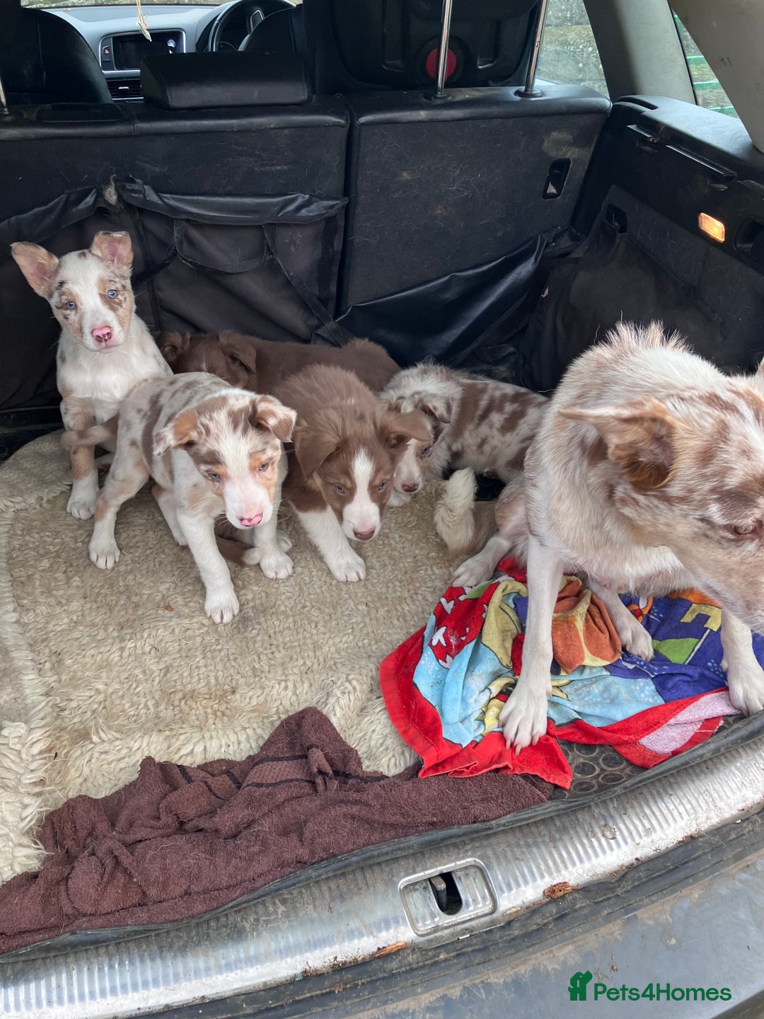 Border Collie dogs for sale: Beautiful litter of border collies - Image 3