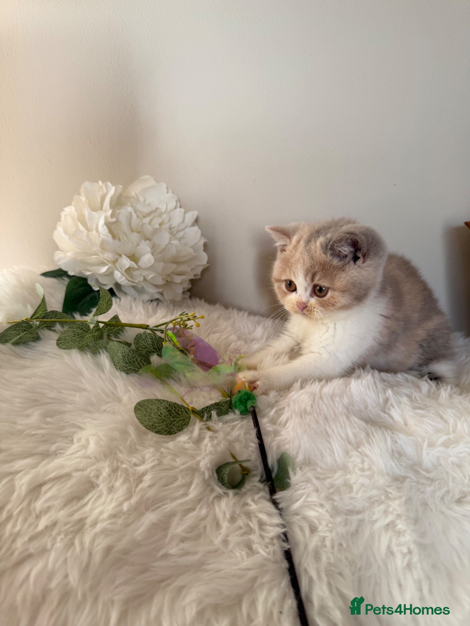British Shorthair cats READY NOW or soon - Full Pedigree Registered BSH  - Advert 17