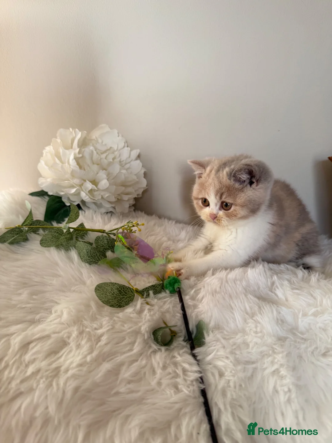 British Shorthair cats for sale: READY NOW or soon - Full Pedigree Registered BSH  - Advert 1