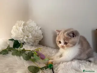 British Shorthair cats READY NOW or soon - Full Pedigree Registered BSH - Advert 17