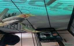 Cockatiels birds for sale: bonded cockatiels  - Image 4