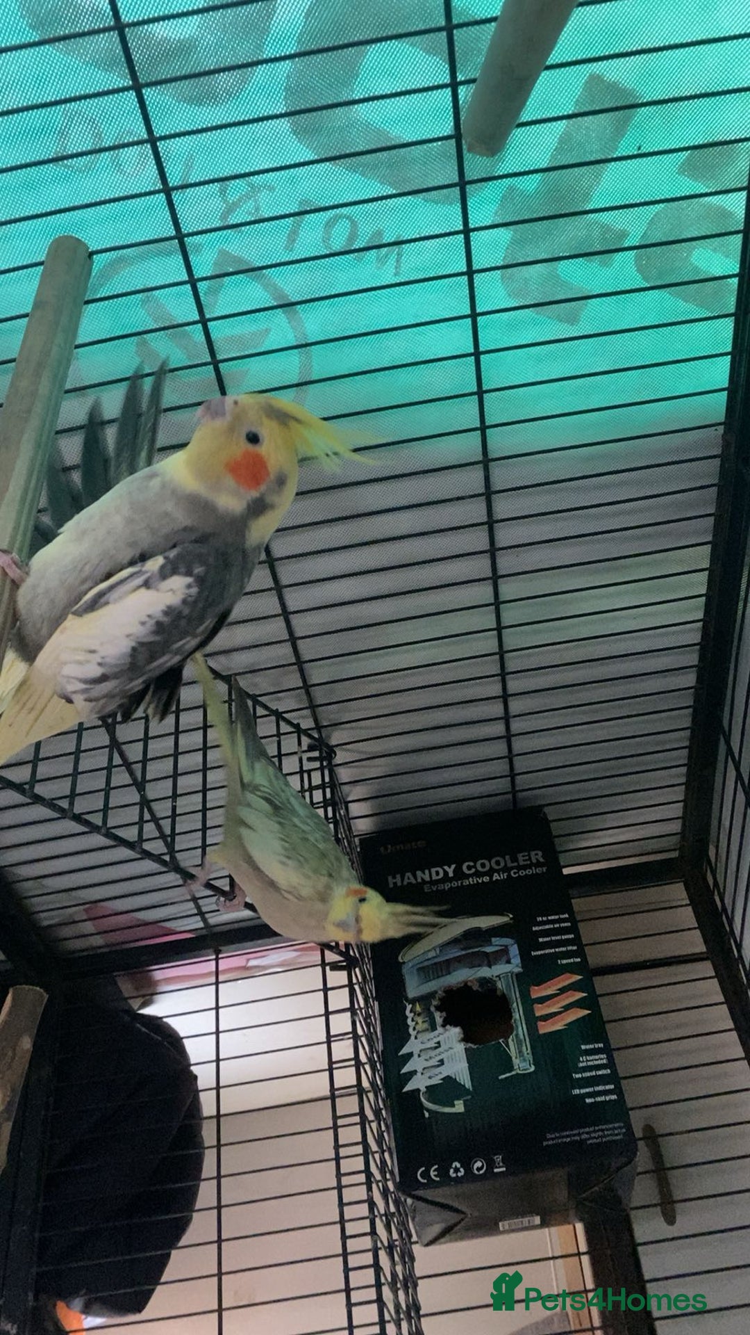 Cockatiels birds for sale: bonded cockatiels  - Image 4