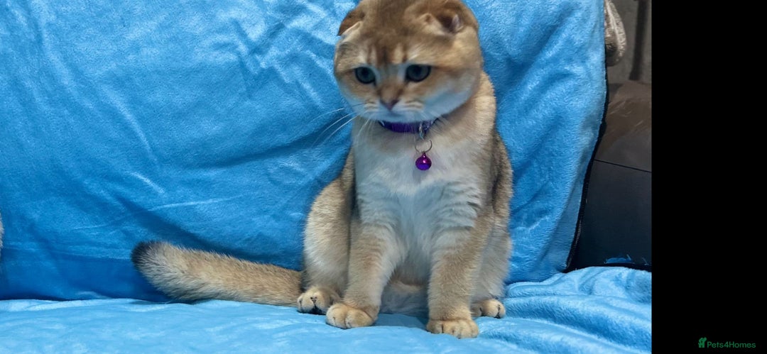 Scottish Fold cats for sale: Scottish Fold Kittens  - Advert 6