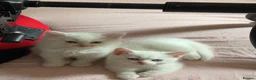 Mixed Breed cats for sale: Gorgeous kittens  - Advert 9