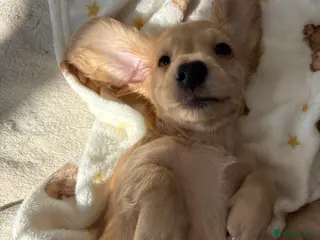 Miniature Dachshund dogs KC Registered Male Longhaired Miniature Dachshund - Advert 15