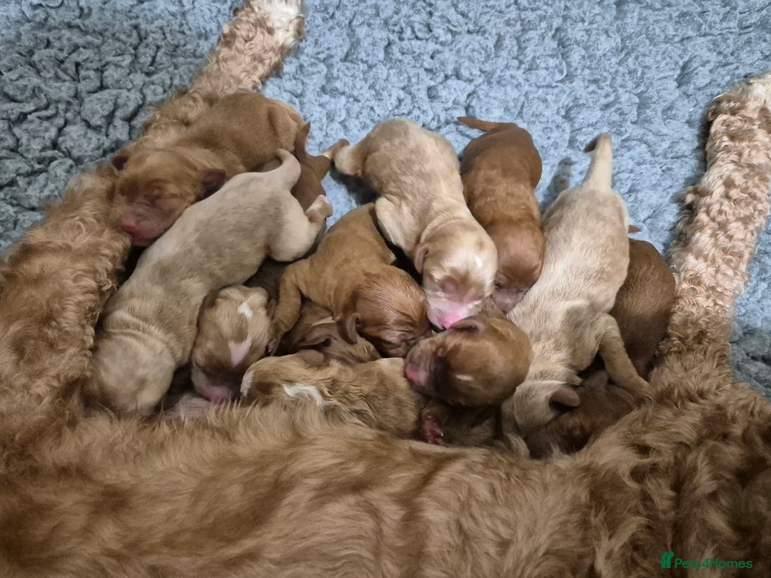 Australian Labradoodle dogs for sale: 1 boy and 1 girl left - Advert 24