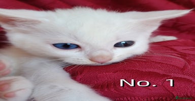 Mixed Breed cats - Advert 6