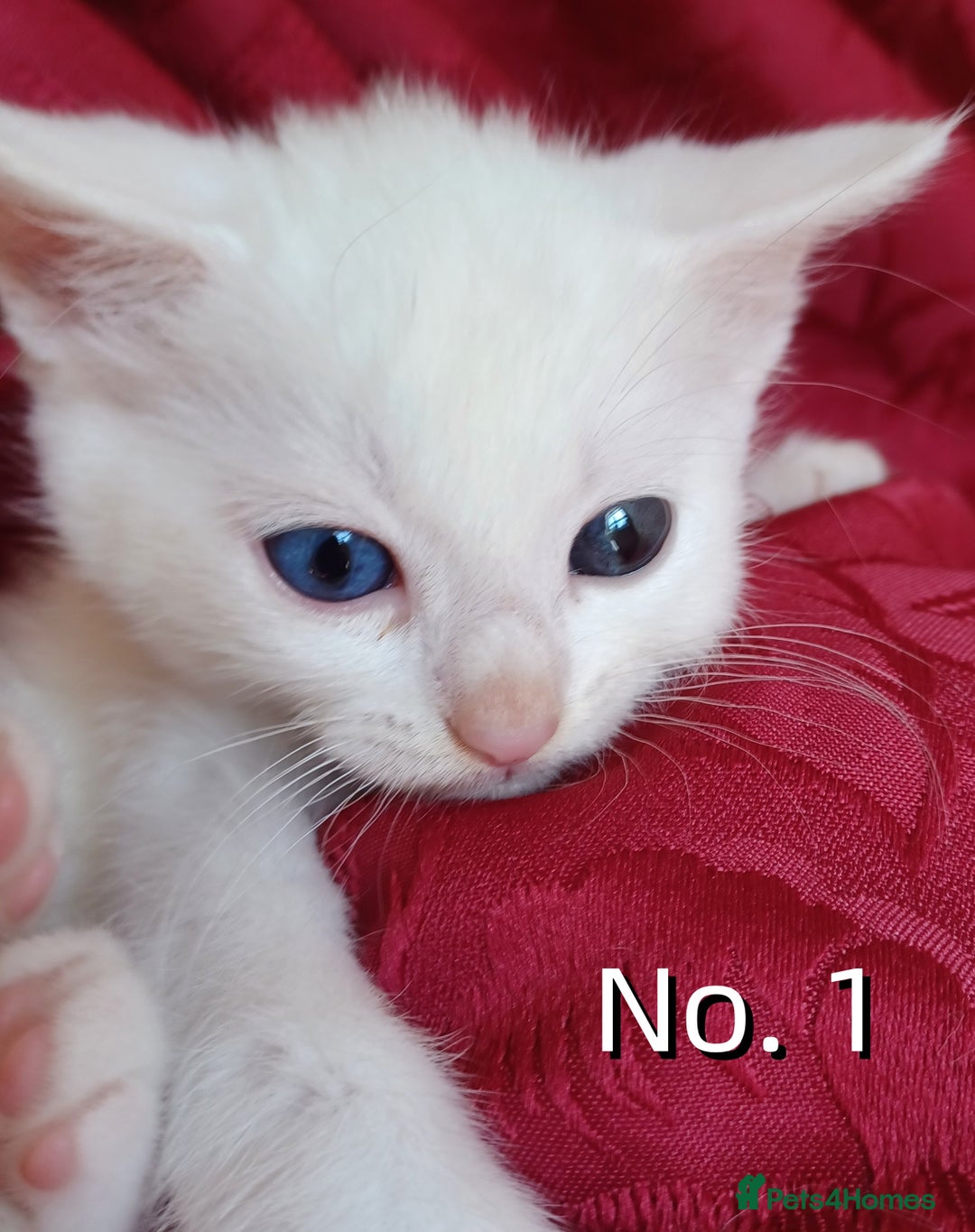 Mixed Breed cats for sale: 4 Gorgeous Pure White Kittens - Image 3