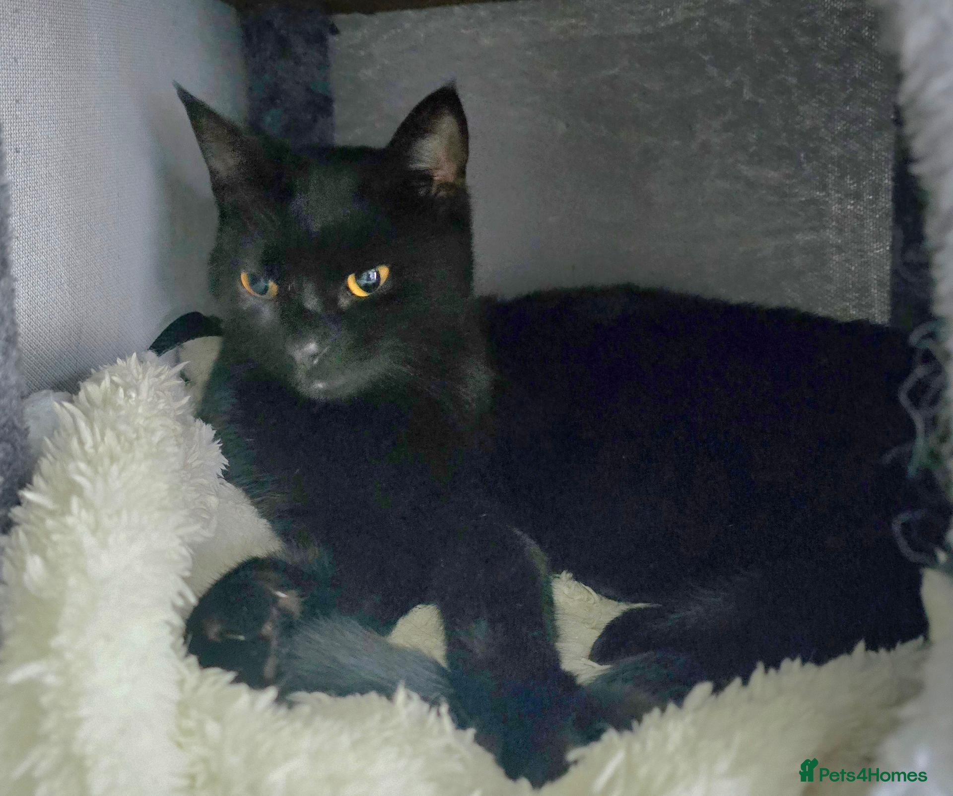 Domestic Shorthair cats Sweet natured female - Advert 1