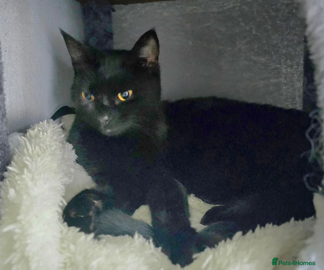 Domestic Shorthair cats for sale: Sweet natured female - Advert 1