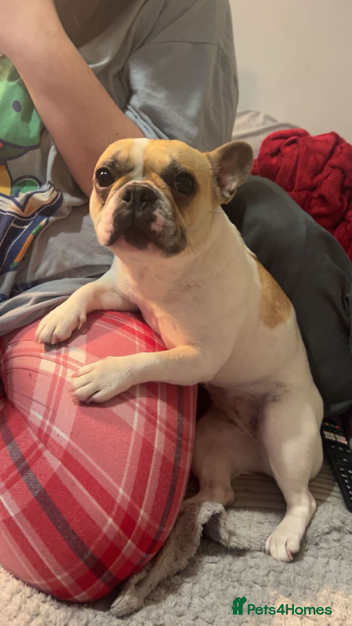 French Bulldog dogs Female French bulldog - Advert 1