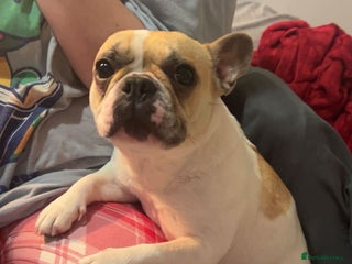 French Bulldog dogs Female French bulldog - Advert 1