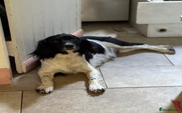 English Springer Spaniel dogs for sale: Springer Spaniel Puppies - Image 10