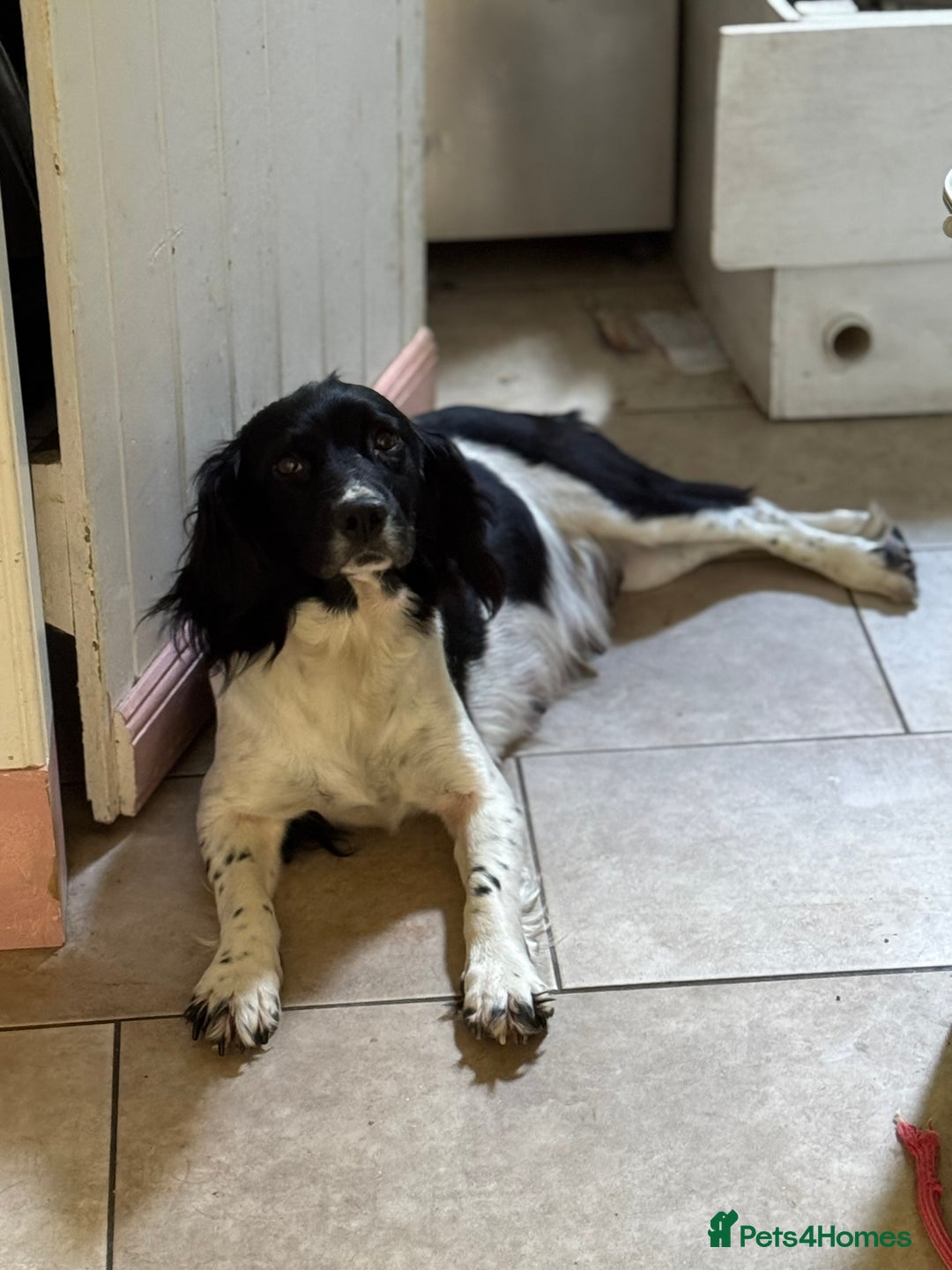 English Springer Spaniel dogs for sale: Springer Spaniel Puppies - Image 10
