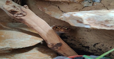 Leopard Gecko reptiles - Advert 3