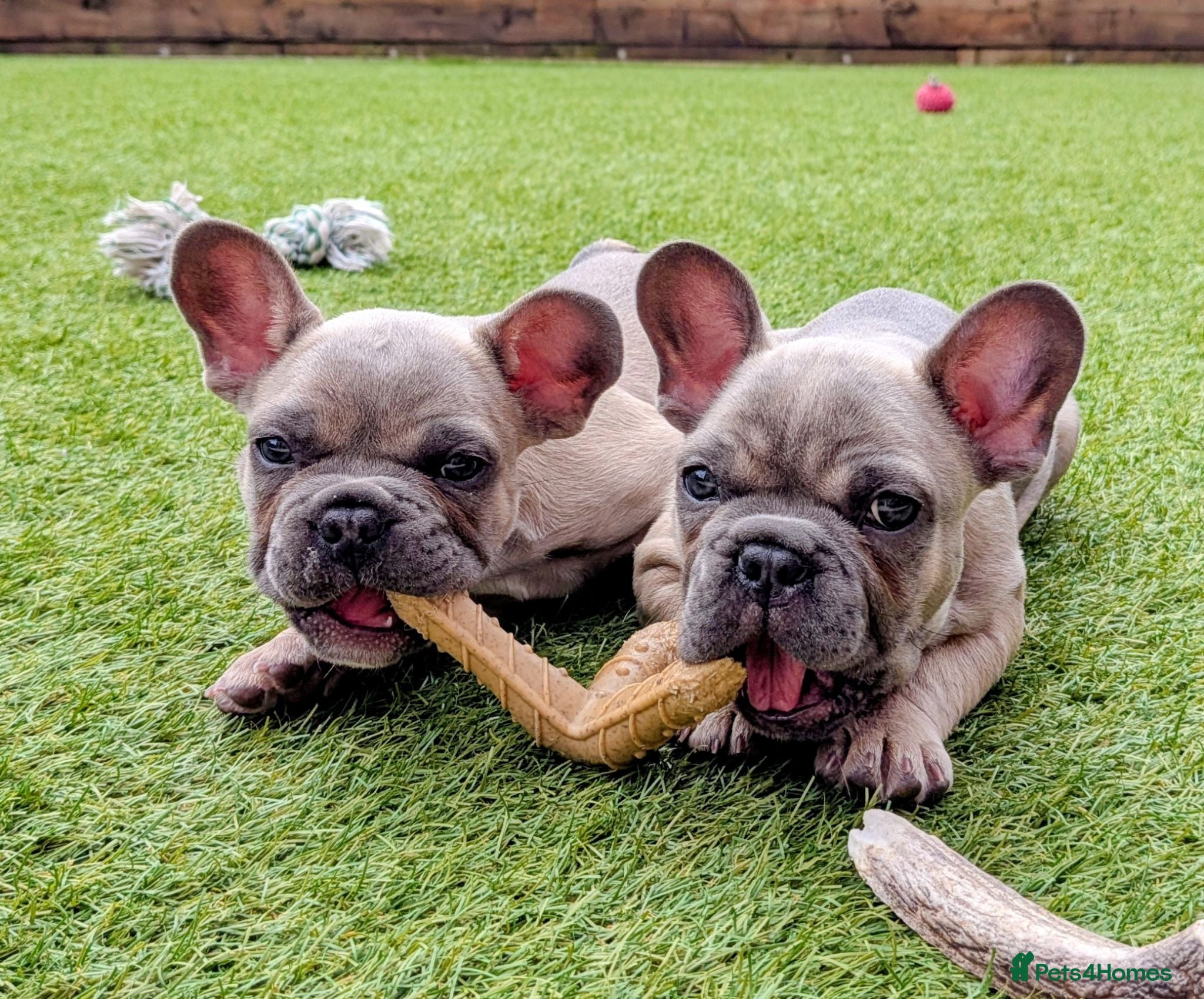 French Bulldog dogs French bulldog puppies Kennel Club registered  - Advert 2