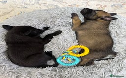 Belgian Shepherd Dog dogs for sale: Belgian Mallinois Male pups for sale - Image 17