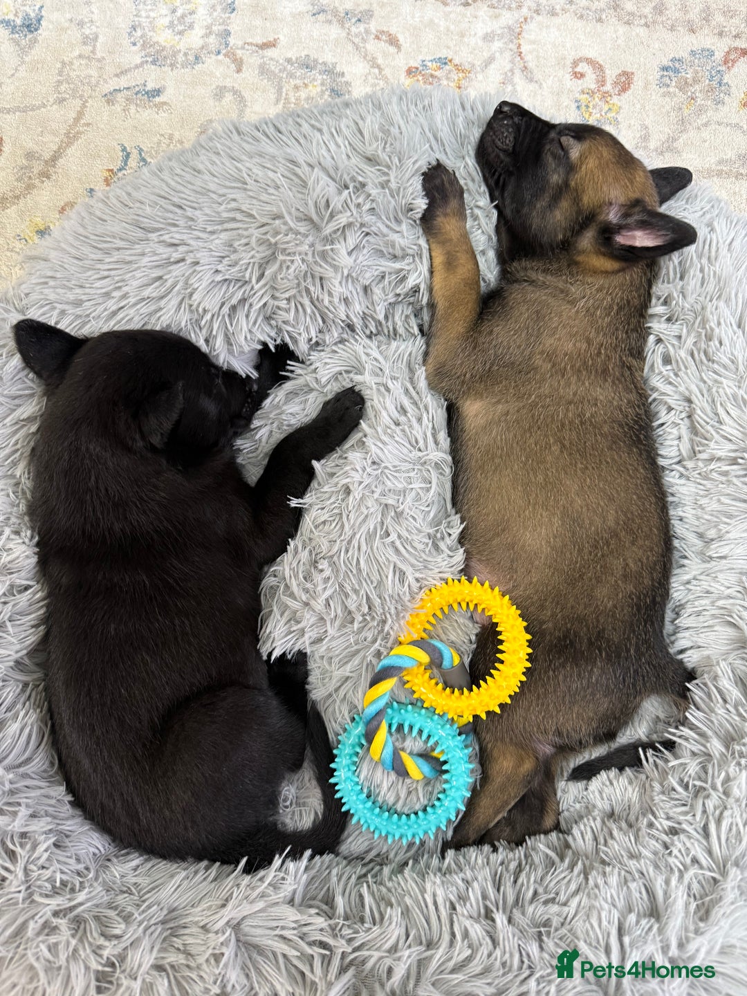 Belgian Shepherd Dog dogs for sale: Belgian Mallinois Male pups for sale - Image 17