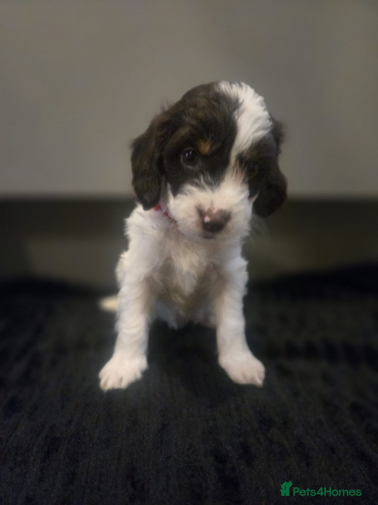 Cockapoo dogs Gorgeous Cockapoo litter - Advert 5