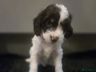 Cockapoo dogs Gorgeous Cockapoo litter - Advert 5