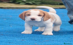 Beagle dogs for sale:  Kennel Club Reg TAN & WHITE BEAGLE BOYS - Image 8