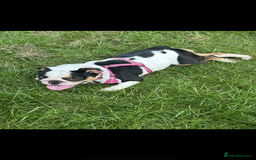 English Bulldog dogs for sale: Miniature English bulldog, 2 years old - Image 6