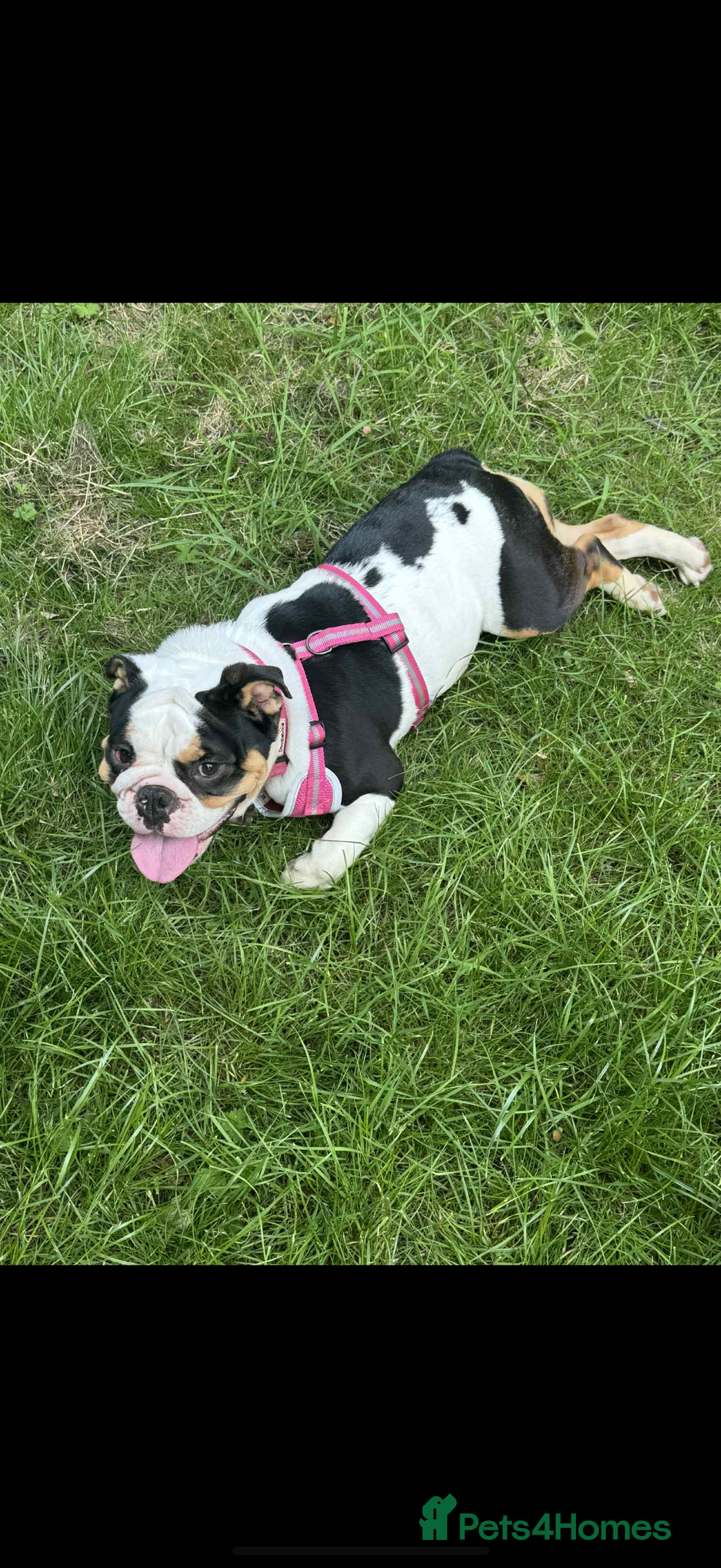 English Bulldog dogs for sale: Miniature English bulldog, 2 years old - Image 6