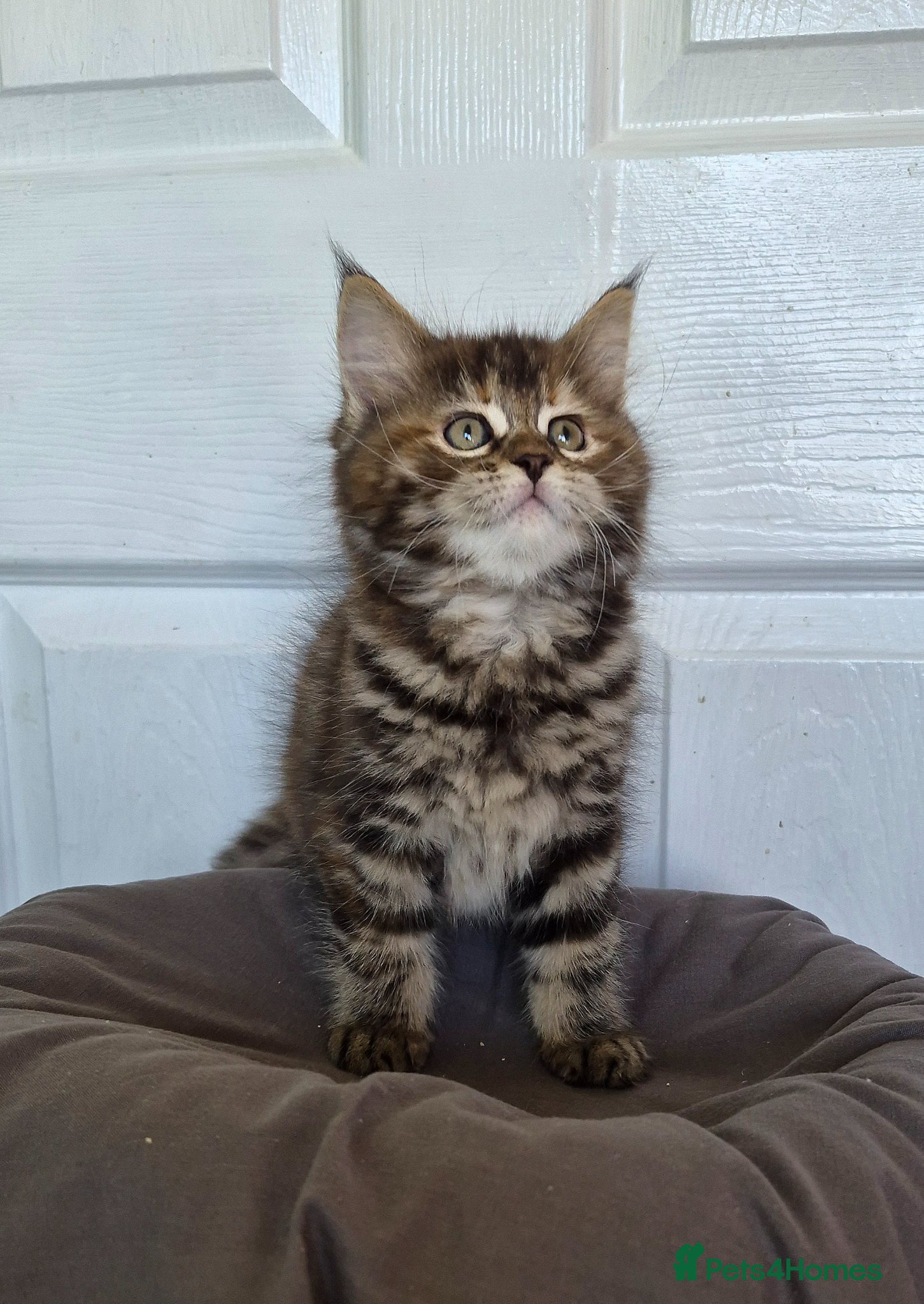 Ragcoon cats Confident Friendly Ragcoons Kittens  - Advert 1