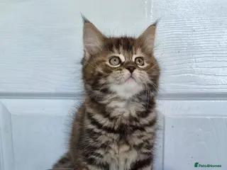 Ragcoon cats Confident Friendly Ragcoons Kittens - Advert 1