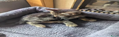 Mixed Breed Kitten 2