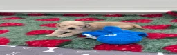 Mixed Breed dogs for sale: Gorgeous Ultimate Doodles - Advert 11