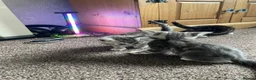 American Shorthair cats for sale: Beautiful Kittens Looking For Forever Home - Advert 19