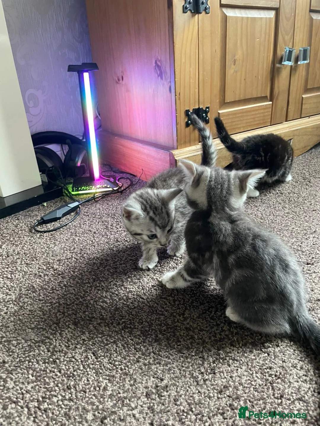 American Shorthair cats for sale: Beautiful Kittens Looking For Forever Home - Advert 19