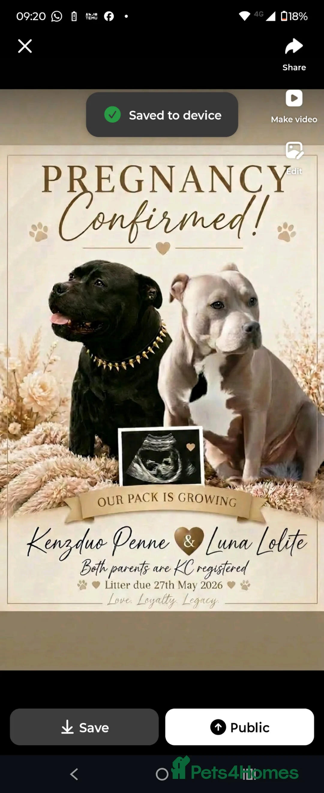 Staffordshire Bull Terrier dogs for stud: PROVEN KENZDUO PENNE   CALL NAME ZEUS - Advert 2