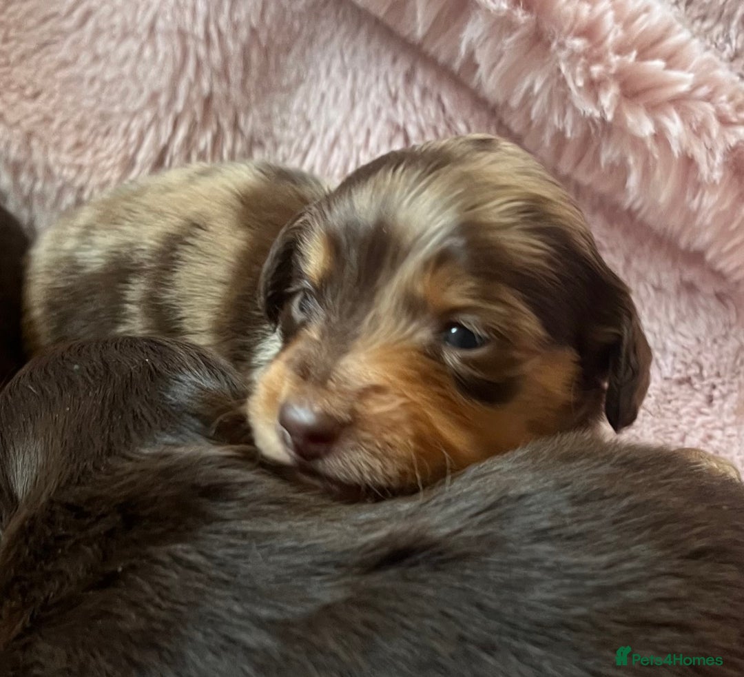 Miniature Dachshund dogs for sale: Long hair tiny kc reg dachshund babies  - Advert 14
