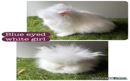 Lionhead rabbits for sale: Stunning double mained lionheads ready now  - Image 4