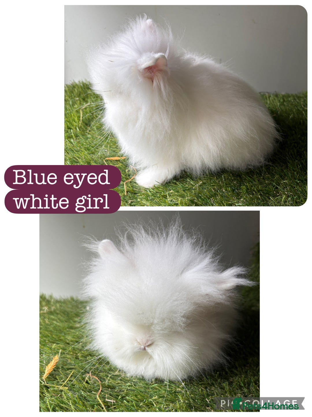 Lionhead rabbits for sale: Stunning double mained lionheads ready now  - Image 4