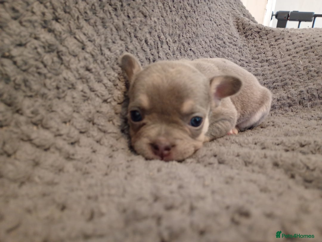 French Bulldog dogs for sale: 💥Two Amazing french bulldogs caring pink🐶 - Image 4