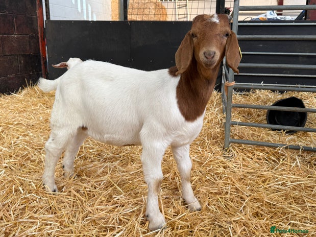 Goats livestock - Advert 3
